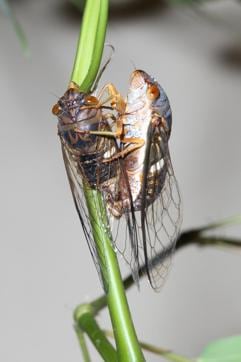 Endemic to Meghalaya, Chremistica ribhoi is India’s only known periodical cicada. Periodical cicadas are rare, and Chremistica ribhoi even more special because unlike those follow a cycle of prime numbers (3, 7, 17 years), it emerges from underground every four years. This gives it the name ‘World Cup Cicada’, because it appears just before the football World Cup. (Krushnamegh Kunte)