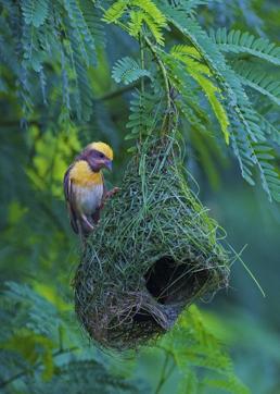 The male baya weaver toils for weeks on a nest to woo a lady-love. He may work on two or three nests at a time, for he is polygamous. (Sunjoy Monga/Yuhina Ecomedia) The male baya weaver toils for weeks on a nest to woo a lady-love. He may work on two or three nests at a time, for he is polygamous. (Sunjoy Monga/Yuhina Ecomedia)