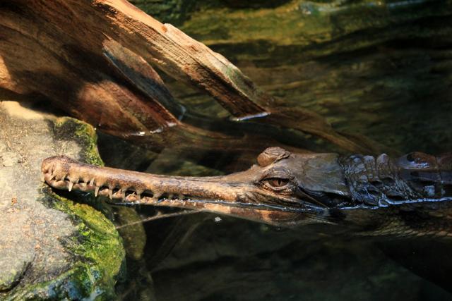 The ghara or snout of the gharial is believed to double as a signalling device to attract females and also warn other males of its presence. The ghara or snout of the gharial is believed to double as a signalling device to attract females and also warn other males of its presence.