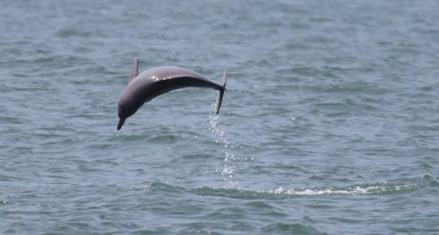 ‘Ganging up’ is common, but not a given, in most dolphins. In solitary whale species, chances of multiple males interacting with a female are low. (The Konkan Cetacean Research Team (GoI-GEF-UNDP Sindhudurg Cetacean Project)) ‘Ganging up’ is common, but not a given, in most dolphins. In solitary whale species, chances of multiple males interacting with a female are low. (The Konkan Cetacean Research Team (GoI-GEF-UNDP Sindhudurg Cetacean Project))