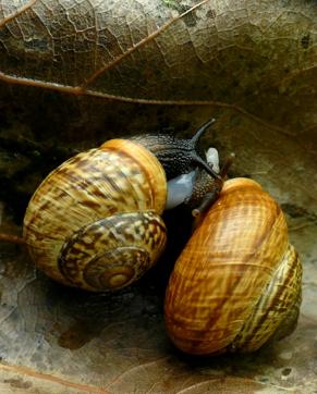 Snails, which are hermaphroditic (having both male and female sexual organs), exchange ‘love darts’ before mating. This mode of sexual selection is fired as a contact shot. Canadian biologist Dr. Ronald Chase postulated that snail darts inspired the legend of Cupid. Snails, which are hermaphroditic (having both male and female sexual organs), exchange ‘love darts’ before mating. This mode of sexual selection is fired as a contact shot. Canadian biologist Dr. Ronald Chase postulated that snail darts inspired the legend of Cupid.
