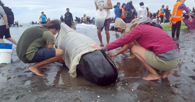 People tend to pilot whales, which beached themselves overnight, at Farewell Spit in the Golden Bay region. (AFP Photo) People tend to pilot whales, which beached themselves overnight, at Farewell Spit in the Golden Bay region. (AFP Photo)