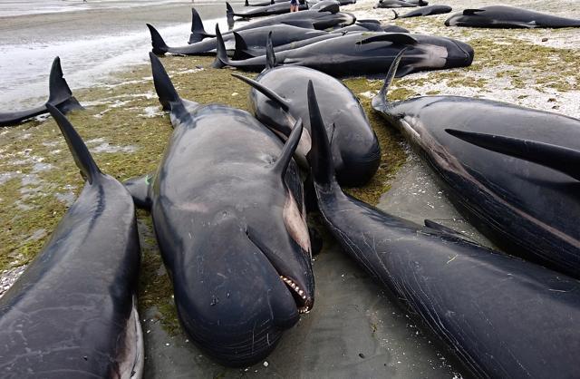 In pics: 400 whales wash ashore on New Zealand beach, most die despite help | World News - Hindustan Times
