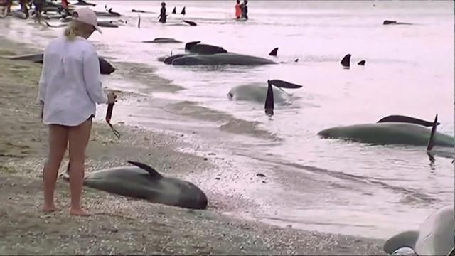 In pics: 400 whales wash ashore on New Zealand beach, most die despite help  | World News - Hindustan Times