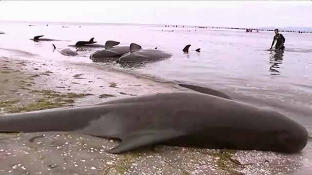 Stranded pilot whales are seen on the beach in Golden Bay. (Reuters Photo) Stranded pilot whales are seen on the beach in Golden Bay. (Reuters Photo)