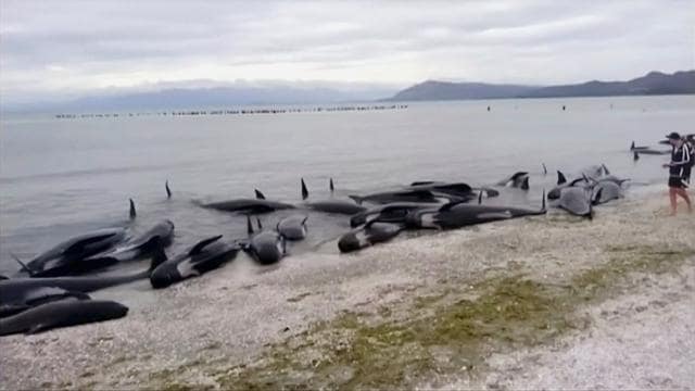 Most of the whales stranded on the beach in Golden Bay died. (Reuters Photo) Most of the whales stranded on the beach in Golden Bay died. (Reuters Photo)