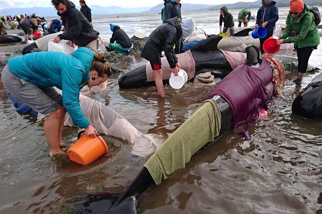 Volunteers try to keep alive some of the hundreds of stranded pilot whales. (Reuters Photo) Volunteers try to keep alive some of the hundreds of stranded pilot whales. (Reuters Photo)