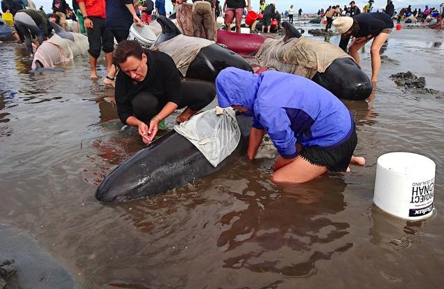 Volunteers try to keep alive some of the hundreds of stranded pilot whales after one of the country's largest recorded mass whale strandings, in Golden Bay. (Reuters Photo) Volunteers try to keep alive some of the hundreds of stranded pilot whales after one of the country's largest recorded mass whale strandings, in Golden Bay. (Reuters Photo)