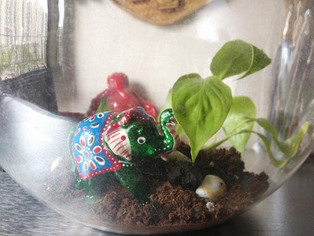 Expose the terrarium to the right amount of natural or ambient light. (IMAGE: MAHITHI) Expose the terrarium to the right amount of natural or ambient light. (IMAGE: MAHITHI)