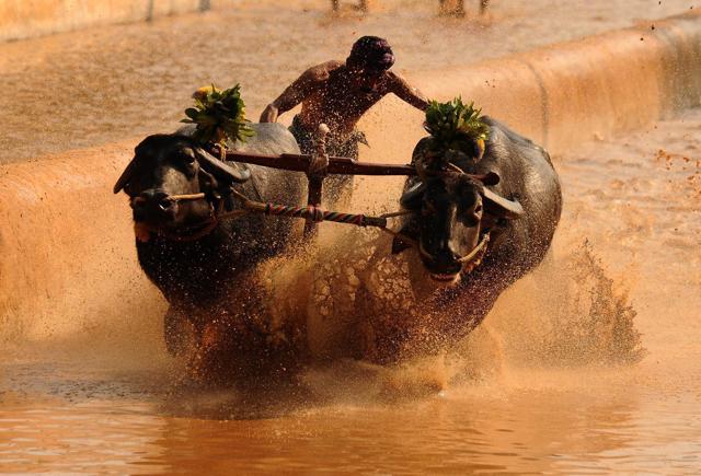Kambala, held from November to March, involves a pair of buffaloes tied to the plough and anchored by one person. They are made to run in parallel muddy tracks in a competition in which the fastest team wins. (HT photo) Kambala, held from November to March, involves a pair of buffaloes tied to the plough and anchored by one person. They are made to run in parallel muddy tracks in a competition in which the fastest team wins. (HT photo)