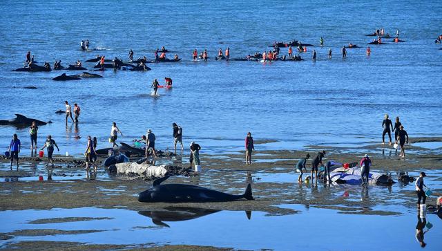 A dead pilot whale on the beach as volunteers care for other pilot whales. (AFP Photo) A dead pilot whale on the beach as volunteers care for other pilot whales. (AFP Photo)