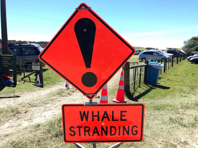 A sign during a mass stranding of pilot whales at Farewell Spit. About three-quarters of the pilot whales were already dead when they were found Friday morning at Farewell Spit at the tip of the South Island. (AFP Photo) A sign during a mass stranding of pilot whales at Farewell Spit. About three-quarters of the pilot whales were already dead when they were found Friday morning at Farewell Spit at the tip of the South Island. (AFP Photo)