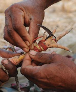 Sharp small knives like these are tied to feet of the roosters. (Subhankar Chakraborty) Sharp small knives like these are tied to feet of the roosters. (Subhankar Chakraborty)