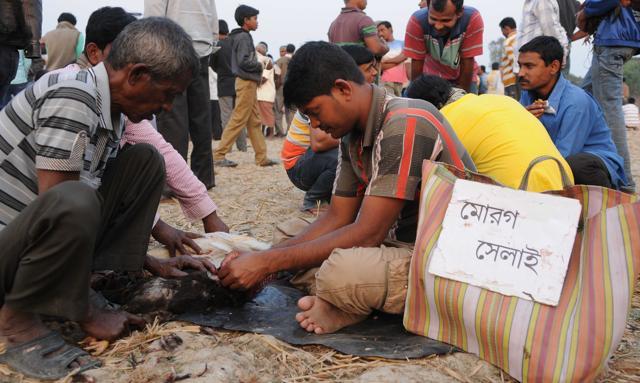 Quack vets are present at the spot to stitch wounds of the birds. (Subhankar Chakraborty) Quack vets are present at the spot to stitch wounds of the birds. (Subhankar Chakraborty)