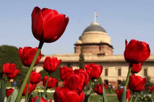You might not have got a rose, but here is a chance to spot some of the best at Mughal Gardens. (Virendra Singh Gosain/HT Photo) You might not have got a rose, but here is a chance to spot some of the best at Mughal Gardens. (Virendra Singh Gosain/HT Photo)