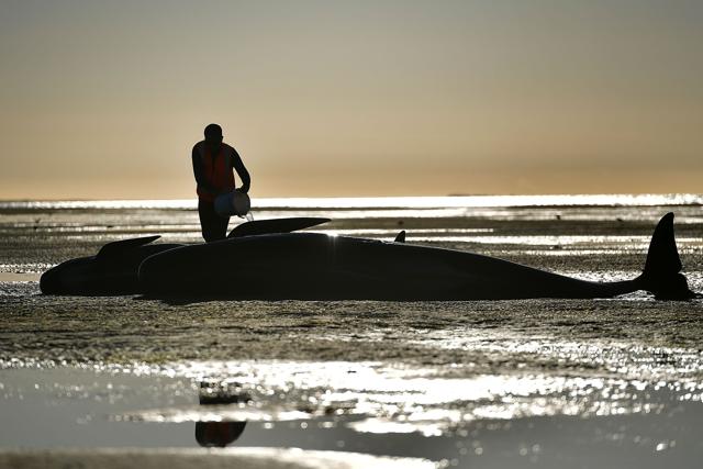 A volunteer caring for a pilot whale during a mass stranding at Farewell Spit. (AFP Photo) A volunteer caring for a pilot whale during a mass stranding at Farewell Spit. (AFP Photo)