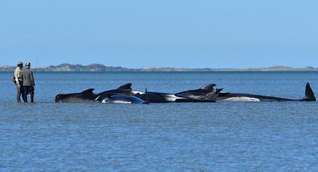 This picture taken on February 11, 2017 shows fishermen looking at pilot whales which died in a mass stranding at Farewell Spit. (AFP Photo) This picture taken on February 11, 2017 shows fishermen looking at pilot whales which died in a mass stranding at Farewell Spit. (AFP Photo)