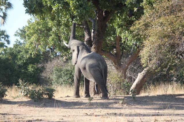 A sub-adult bull elephant feeding away from his herd (Sayoni Sinha)
