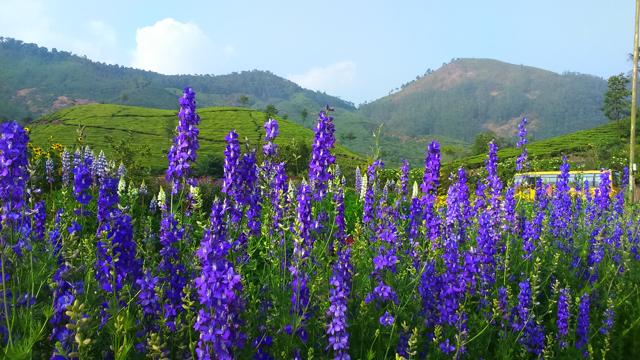 The lovely garden is tended by former DARE students now employed here. (Ayesha Banerjee)