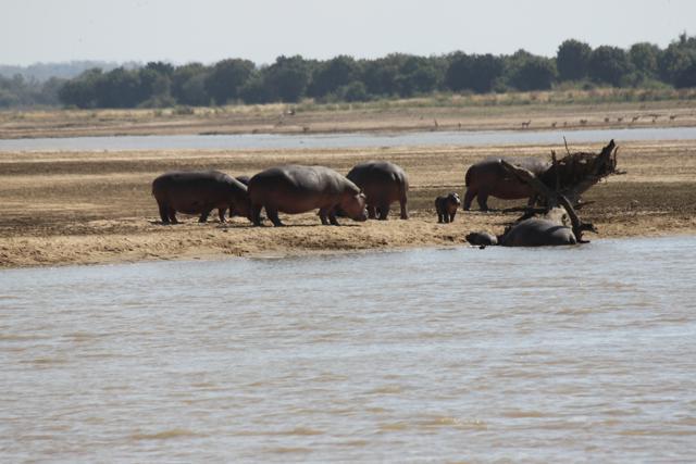 The South Luangwa National Park has the largest concentration of hippos (Sayoni Sinha)