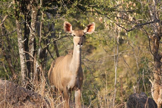 Impalas are always on the lookout for their predators (Sayoni Sinha)