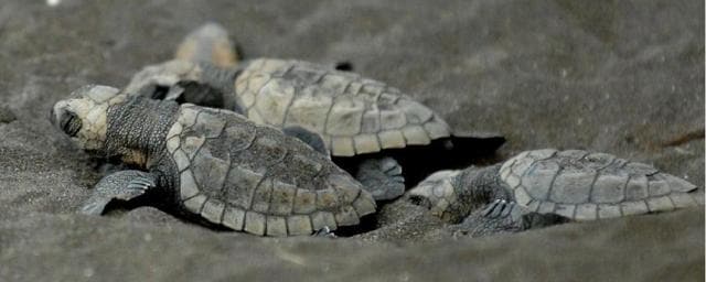Turtle Festival. Turtle Festival.