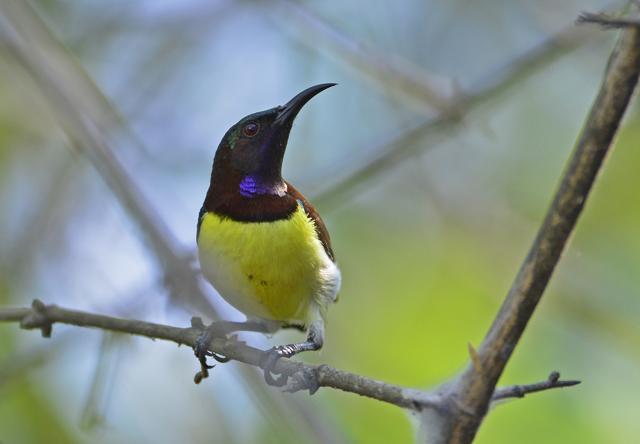 You’ll see this little guy around the Sanjay Gandhi National Park. and urban areas. They’re attracted to ornamental flowering plants. (Sunjoy Monga) You’ll see this little guy around the Sanjay Gandhi National Park. and urban areas. They’re attracted to ornamental flowering plants. (Sunjoy Monga)
