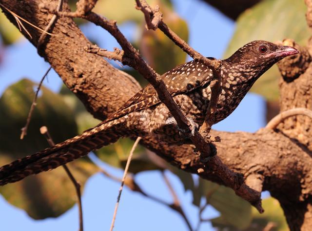 You may hear the Koel before you see it, but in Mumbai it’s always somewhere nearby. (Sunjoy Monga) You may hear the Koel before you see it, but in Mumbai it’s always somewhere nearby. (Sunjoy Monga)