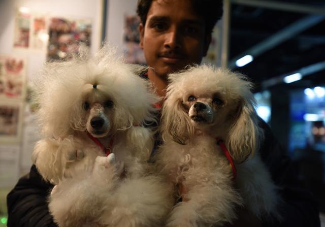 Toy poodles at the first-ever pet trade fair underway in Noida. (Virendra Singh Gosain/HT PHOTO) Toy poodles at the first-ever pet trade fair underway in Noida. (Virendra Singh Gosain/HT PHOTO)