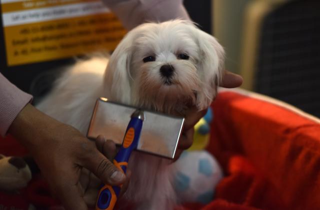 A Maltese puppy enjoys a grooming session at the the 9th India International Pet Trade Fair in Noida on Friday. (Virendra Singh Gosain/HT PHOTO) A Maltese puppy enjoys a grooming session at the the 9th India International Pet Trade Fair in Noida on Friday. (Virendra Singh Gosain/HT PHOTO)