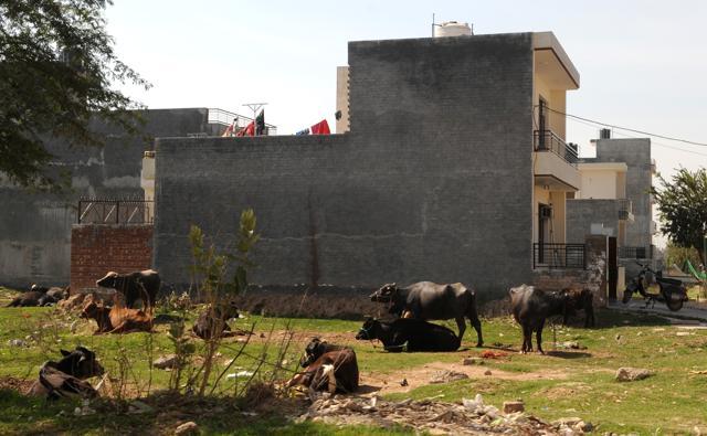 Animals are let loose for grazing, much to the chagrin of residents in adjacent areas. (Anil Dayal/HT Photo ) Animals are let loose for grazing, much to the chagrin of residents in adjacent areas. (Anil Dayal/HT Photo )