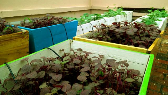 A group of architecture and economics students run Khetify, which transforms city terraces to vegetable gardens. (Handout image) A group of architecture and economics students run Khetify, which transforms city terraces to vegetable gardens. (Handout image)