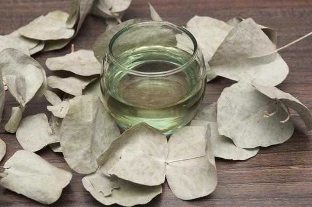 Eucalyptus oil is good for treating respiratory problems. (Shutterstock)
