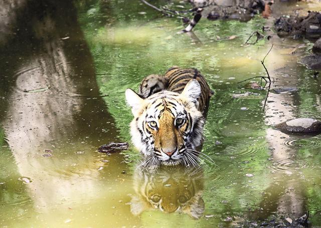 A silent stillness prevails in the forest when a tiger is out on hunt. (Daleep Shumshere S Akoi) A silent stillness prevails in the forest when a tiger is out on hunt. (Daleep Shumshere S Akoi)
