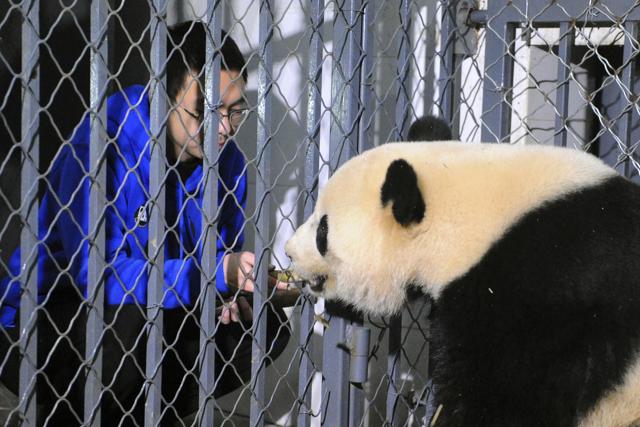 In this photo released by China Conservation and Research Center for the Giant Pandas, a worker feeds giant panda Bao Bao as she arrived at the Chengdu Panda Breeding Research Center in Chengdu, southwest China's Sichuan province. (AP)