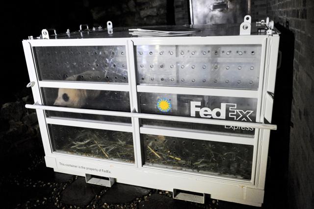 In this photo released by China Conservation and Research Center for the Giant Pandas, american-born Bao Bao looks out from a cage as she arrived at the Chengdu Panda Breeding Research Center in Chengdu. (AP)