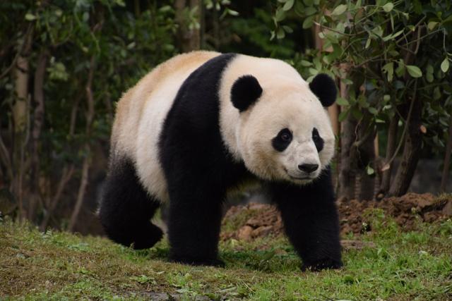 U.S.-born giant female panda Bao Bao walks at her new home, Chengdu Research Base of Giant Panda Breeding, in Chengdu, Sichuan province. (REUTERS)