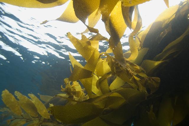 According to modern Westerners, the macroalgae is the food of last resort. (Istock)