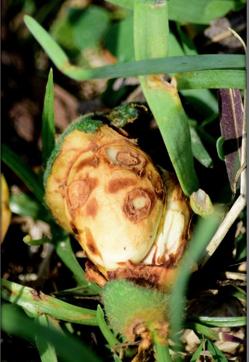 After a bird had eaten this pear, the ruins resembled a human face. (PHOTO: ARUN BANSAL) After a bird had eaten this pear, the ruins resembled a human face. (PHOTO: ARUN BANSAL)