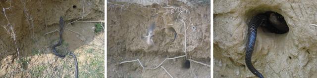 A cobra spots the nest of the swallow in a hole; (centre) enters the hole and a swallow attacks its tail hanging outside; and (right) the cobra turns and looks outside from within the hole nest. (PHOTOS: SONU DALAL) A cobra spots the nest of the swallow in a hole; (centre) enters the hole and a swallow attacks its tail hanging outside; and (right) the cobra turns and looks outside from within the hole nest. (PHOTOS: SONU DALAL)