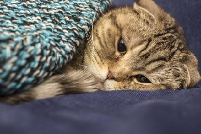Pet cats are exposed to chemicals found in electronics and furniture at home. (Shutterstock) Pet cats are exposed to chemicals found in electronics and furniture at home. (Shutterstock)