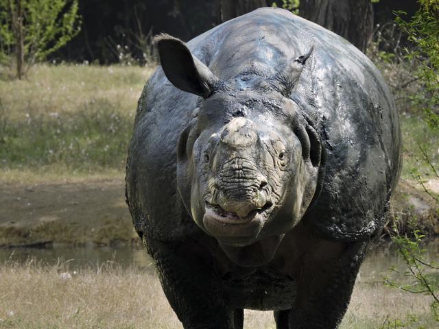 A one-horned rhino in the zoo. (Anmol Wahi/HT Photo) A one-horned rhino in the zoo. (Anmol Wahi/HT Photo)