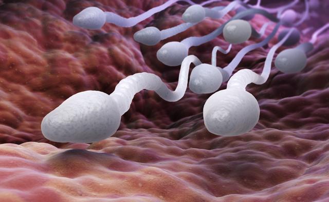 New findings suggest that walnuts may be beneficial for sperm health. (Shutterstock) New findings suggest that walnuts may be beneficial for sperm health. (Shutterstock)
