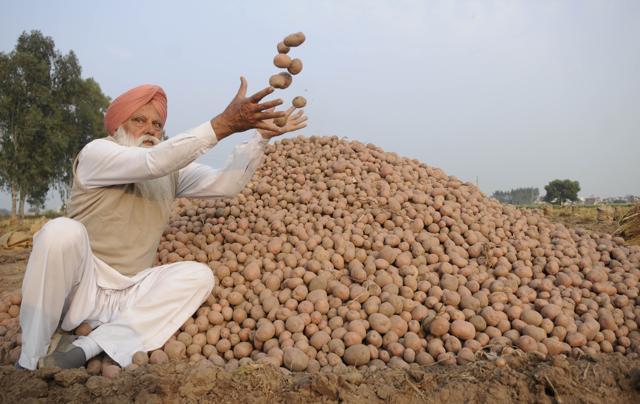 Last season, the area under potato cultivation stood at 70,000-80,000 hectares. (Bharat Bhushan/HT Photo)