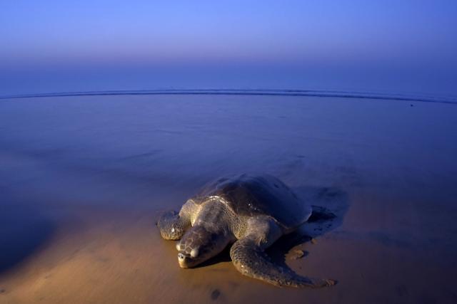 An olive ridley turtle arrives to lay her eggs on the sand at Rushikulya Beach. (AFP Photo)