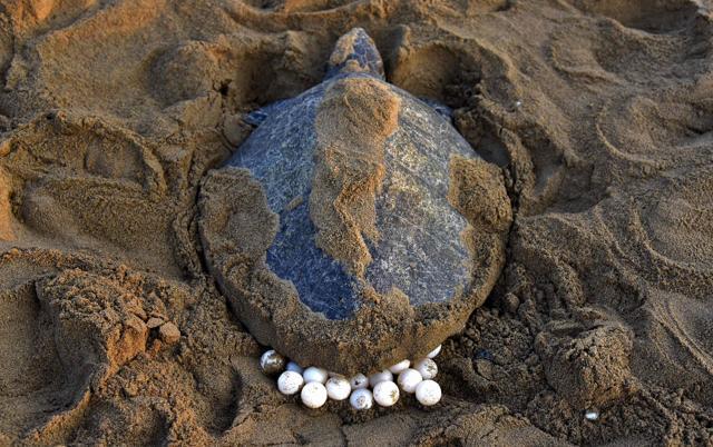 An olive ridley turtle lays her eggs in the sand at Rushikulya Beach. (AFP Photo)