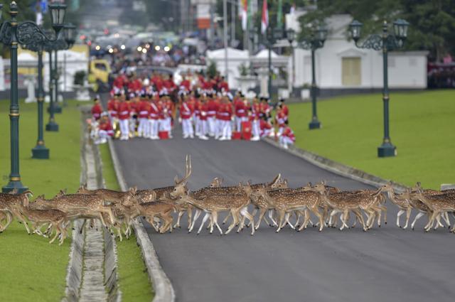 Deer walk past Indonesia's honour guard as they wait for the arrival of Saudi King Salman at the presidential palace in Bogor on Wednesday. (AP Photo) Deer walk past Indonesia's honour guard as they wait for the arrival of Saudi King Salman at the presidential palace in Bogor on Wednesday. (AP Photo)