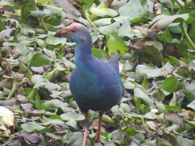 A Purple Swamphen bird at Kanjli Wetland near Kapurthala on Tuesday. (HT Photo)