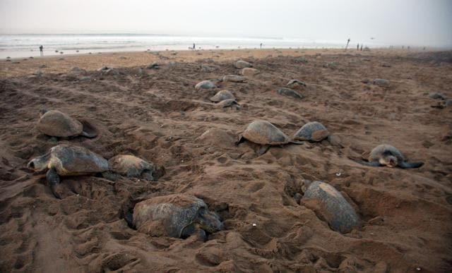 An olive ridley turtle hatches at the beach during their annul nesting period, in Rusikulya beach, Odisha. (Arabinda Mohapatra/HT Photo)