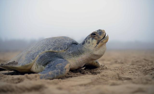 A female olive ridley turtle covers sand over her eggs during nesting. (Arabinda Mohapatra/HT Photo)